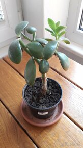 Crassula Ovata - tučnolist, Strom peňazí - 7 Eur (č. 7) - 2