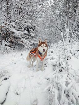 Sibírsky husky na krytie - 2