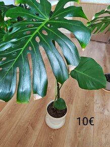 Monstera - 2