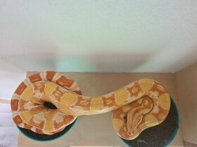 Had Boa constrictor, Veľhad kráľovský samec Sharp albino - 2