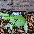 Isopody - porcellio laevis "dairy cow" - 2