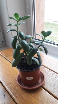 Crassula Ovata - tučnolist, Strom peňazí - 7 Eur (č. 12) - 2