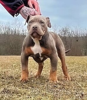 Fena American Bully XL - 2