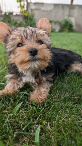 Yorkshire terrier - 2