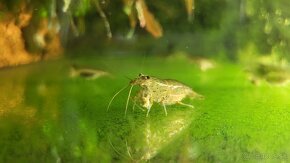 Krevetky Caridina Multidentata (Amano, Japonica) - 2