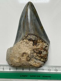 Zub Megalodon (Otodus megalodon), 9,9cm Predane - 2