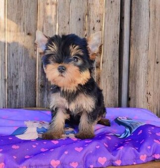 Yorkshire terrier - šteniatka s PP - 2