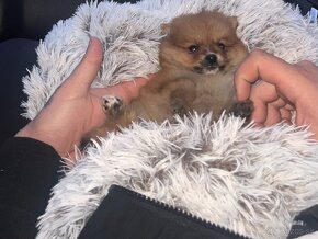 Mini pomerian BOO - 2