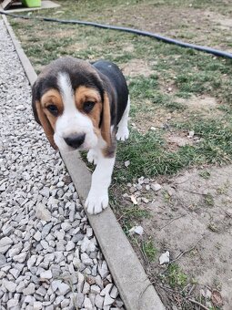 Šteniatka beagle, bigl - 2