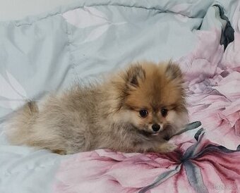 Pomeranian - 2