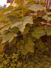 Paulownia velkolistá - 2