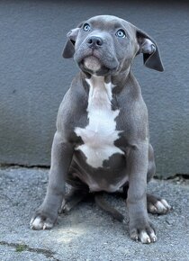 American bully s PP (Aténa) - 2