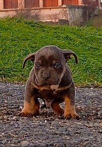 American bully pocket s PP - 2