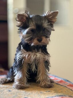 Yorkshire Terrier - 2