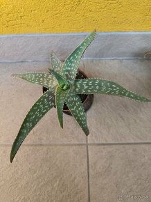 Aloe Vera - rastlinky - 2