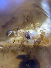 Camponotus lianghuang - 2