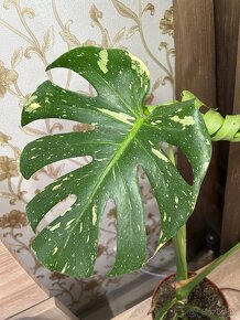 Monstera deliciosa Thai constellation - 2