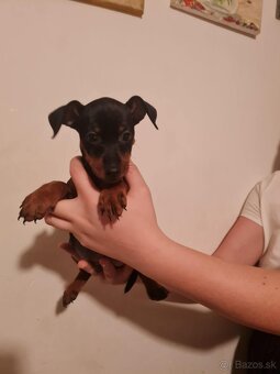 Predám trpaslíčí pinč ratlík Zwergpinscher. - 2