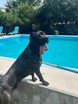 Ponúkam na krytie cane corso - 2