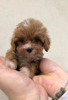 Mini Toy  cavapoo - 2