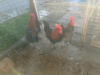 Predaj marans - 2