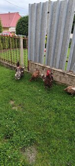 švédska kvetinka a Ayam Cemani - 2