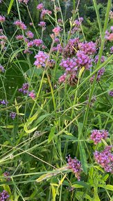 Železník / Verbena - 2