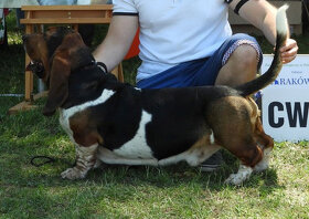 Basset Hound - 2