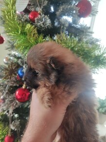 Špic oranžový pomeranian šteňatá k odberu ihneď. - 2