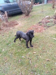 Cane Corso - 2