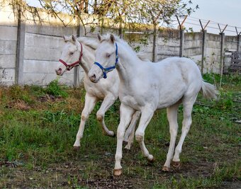 Cremello kobylka QH - 2