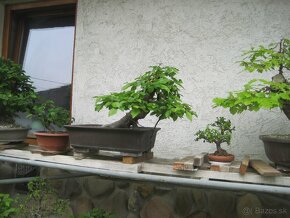 bonsai,bonsaj-hrab 10 - 2