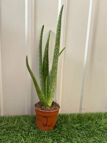 Aloe Vera - 2