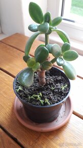 Crassula Ovata - tučnolist, Strom peňazí - 7 Eur (č. 9) - 2