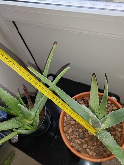 Predám aloe vera originál - 2