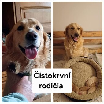 Predám šteniatka-Zlatý retriever bez PP - 2