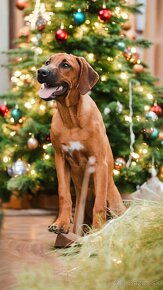 Rhodesian Ridgeback - 2