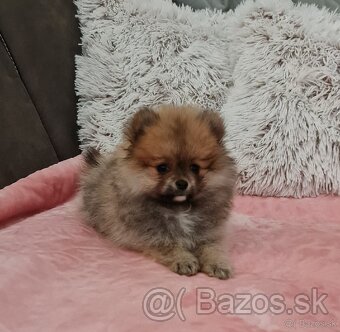 Pomeranian - 2