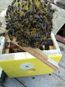 Ponúkam včelie matky ,královny do včelstva - 2