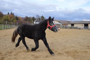 Predám ťažnú kobylu - percheron - 2