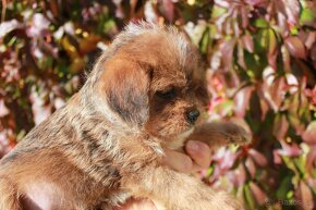 Shih-poo,Mal-schi,maltipoo - 2