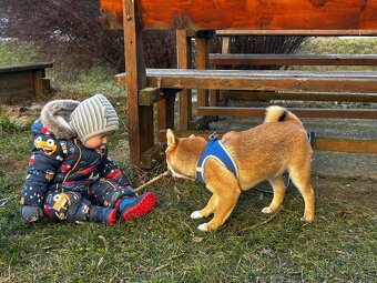 Darujem Shiba inu - 2