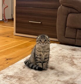 Scottish fold s PP, škótska klapouchá mačka - 2