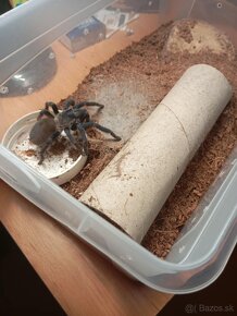 Tarantula Pterinopelma sazimai - 2