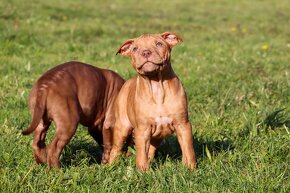 APBT s pp , americký pitbulteriér , pitbul , pittbul - 2