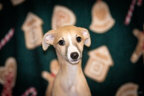 Whippet, vipet - 2