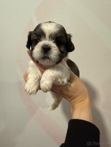 Shih-tzu s PP, Shih tzu, Shi tzu, si cu - 2