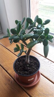 Crassula Ovata - tučnolist, Strom peňazí - 14 Eur (č. 6) - 2