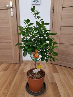 Calamondin mandarínkovník - 2