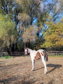 American Paint Horse - 2